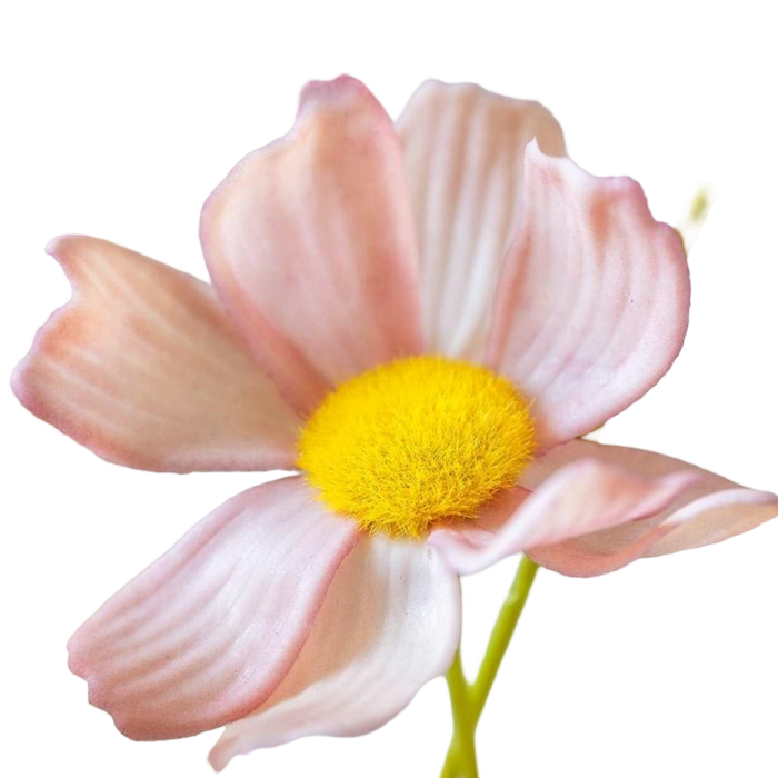 Close-up of a pink flower with a yellow center on a white background