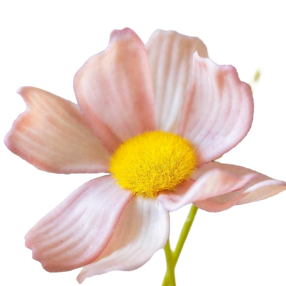 Close-up of a pink flower with a yellow center on a white background