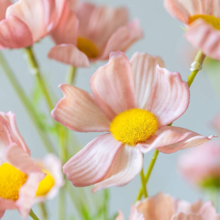 Close-up of pink flowers with yellow centers on a light blue background