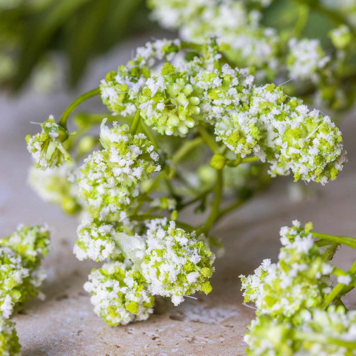 Close-up of green and white flowers on a textured surface