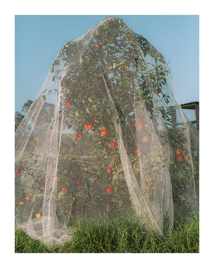 Apple Tree