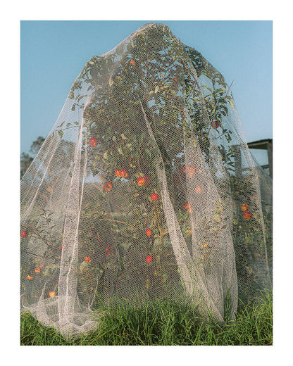Apple Tree