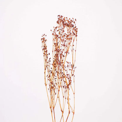 Brown Dried Babys Breath Flower Stem