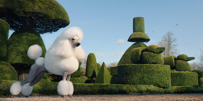 White poodle standing in a garden with meticulously trimmed hedges