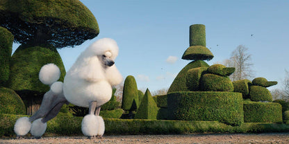 White poodle standing in a garden with meticulously trimmed hedges