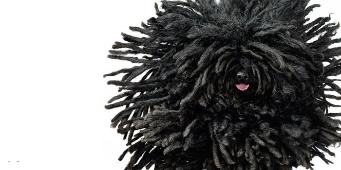Black Puli dog with a fluffy coat on a white background