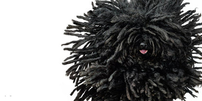 Black Puli dog with a fluffy coat on a white background
