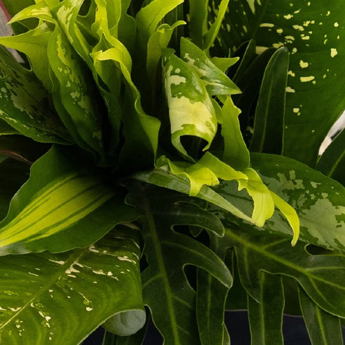 Exotic Jungle Colorful Greenery Kit Close Up - Image