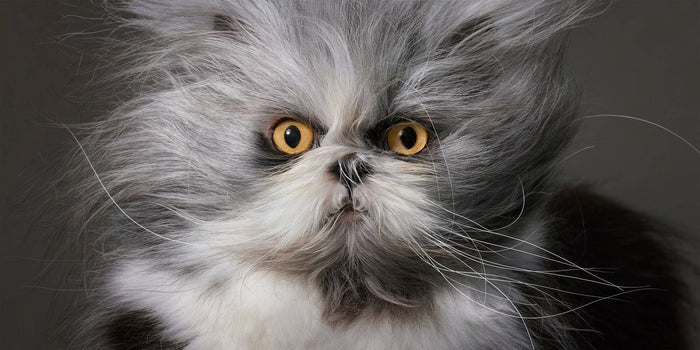Close-up of a fluffy cat with a gray and white coat on a dark background