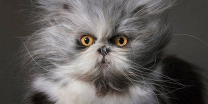 Close-up of a fluffy cat with a gray and white coat on a dark background