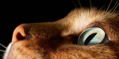 Close-up of a cat's eye with a dark background