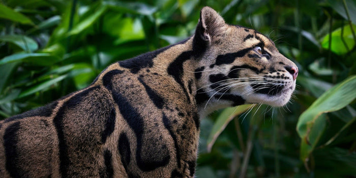 Clouded leopard in a natural setting with green foliage