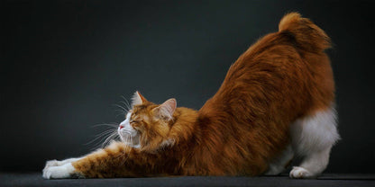 Orange tabby cat stretching on a black background