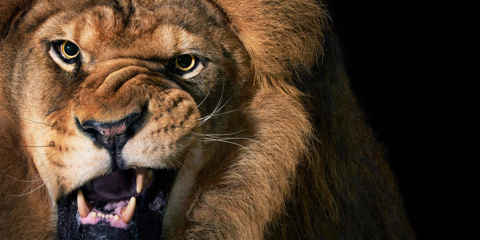 Close-up of a lion's face with a dark background