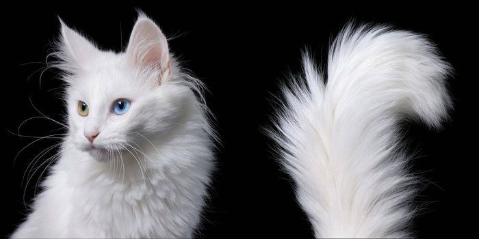 White cat with blue eyes on a black background
