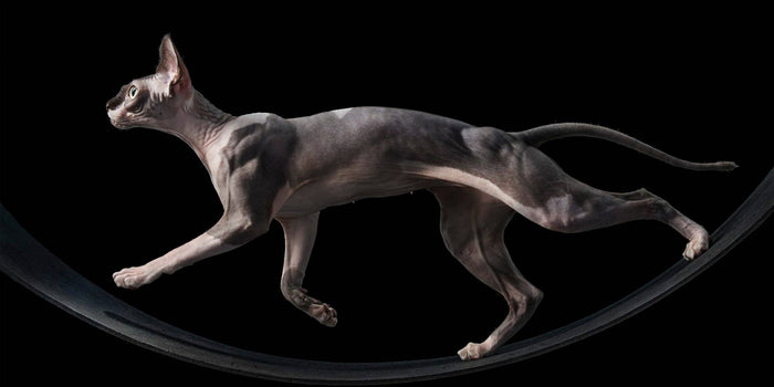 Sphynx cat on a black background