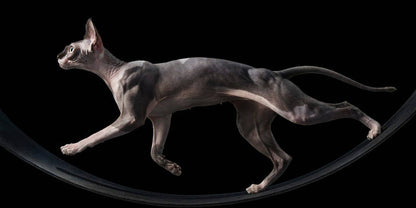 Sphynx cat on a black background