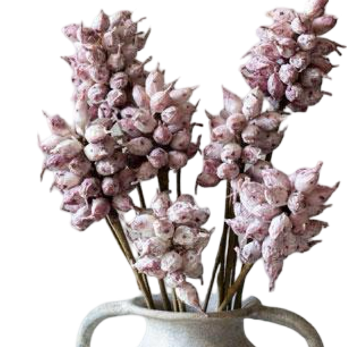 Pink dried flowers in a white vase on a white background