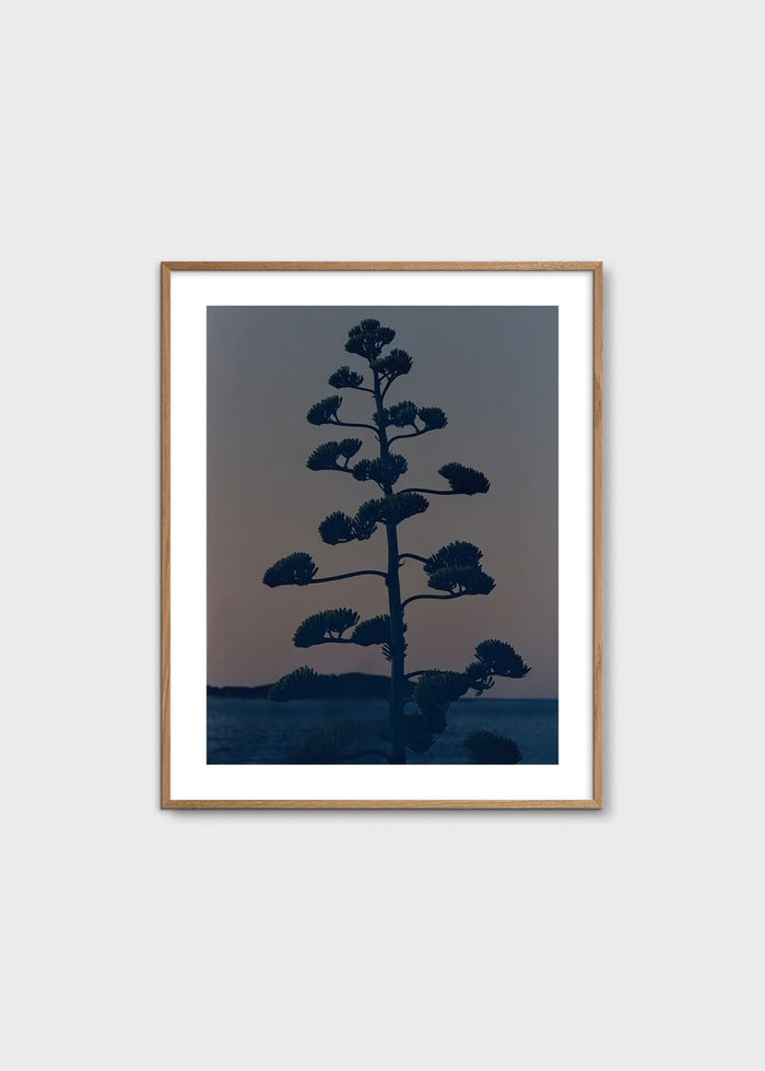 Hvar Agave Flower by Armin Tehrani