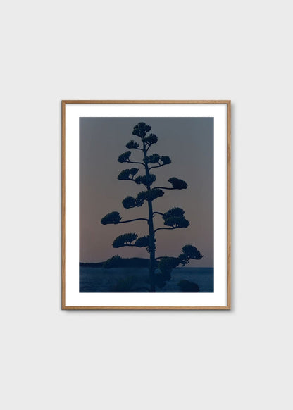 Hvar Agave Flower by Armin Tehrani