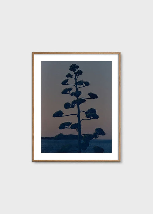 Hvar Agave Flower by Armin Tehrani