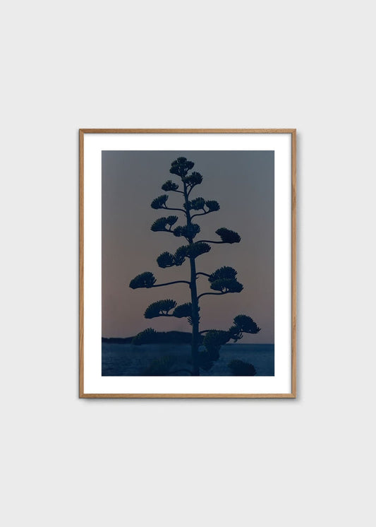 Hvar Agave Flower by Armin Tehrani