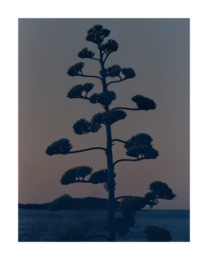 Hvar Agave Flower