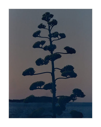 Hvar Agave Flower
