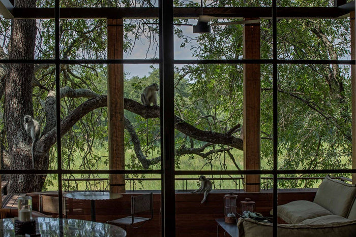 Monkeys in a tree viewed through large windows from inside a building.