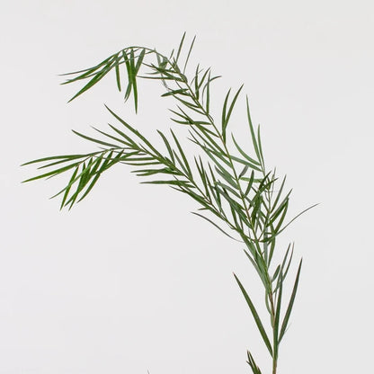 Weeping Podocarpus Greenery Stem